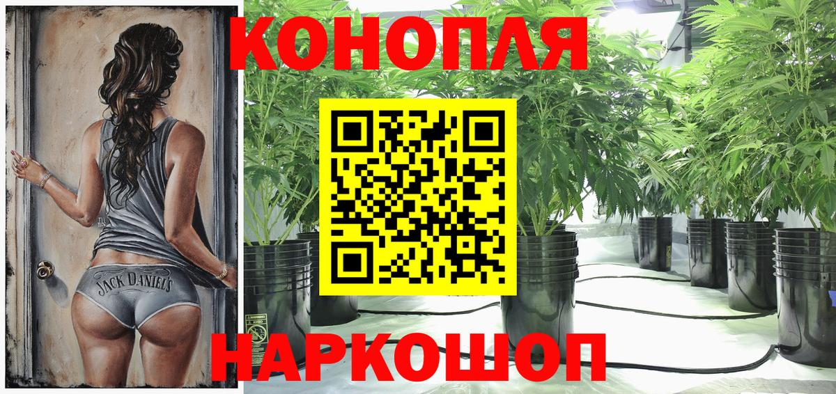 Конопля сатива Иваново